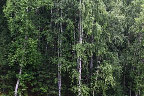 Birch trees forest summer view of white trunk bark Stock Photos