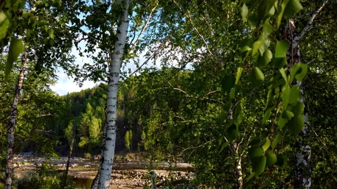 Birch Trees in Forest Under Sunlight Stock Footage 275202678