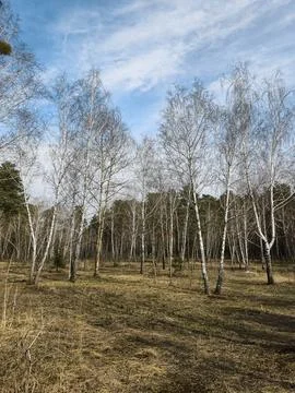Birch trees forming a small grove encircled by dense evergreen conifers Stock Photos