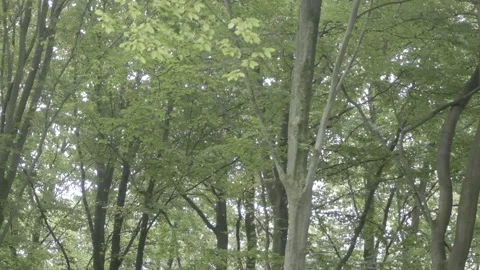 Birch trees in a green forest Stock Footage 139173879