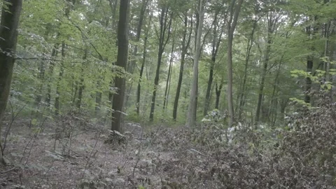 Birch trees in a green forest Stock Footage 139174658