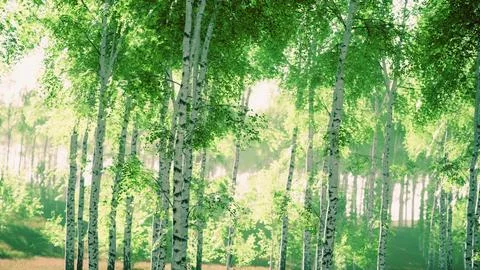 Birch trees on the green grass Stock Illustration