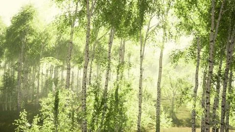 Birch trees on the green grass Stock Illustration