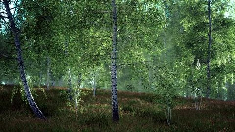 Birch trees on the green grass Stock Illustration