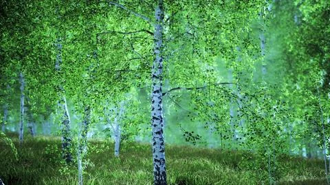 Birch trees on the green grass Stock Illustration