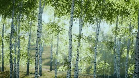 Birch trees on the green grass Stock Illustration