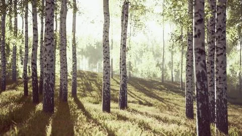 Birch trees on the green grass Stock Illustration