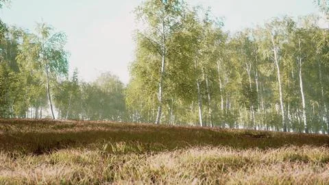 Birch trees on the green grass Stock Illustration