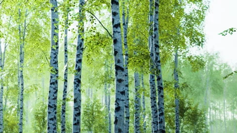 Birch trees with green leaves in a forest area during the day Stock Footage 343538301