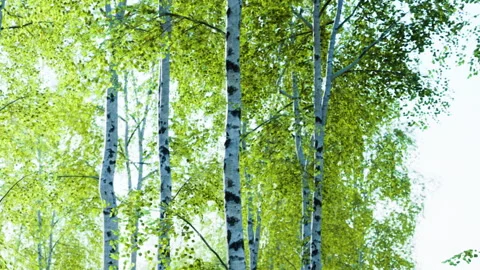 Birch trees with green leaves in a forest during daytime Stock Footage 344877723