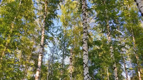 Birch Trees in a Grove Stock Photos