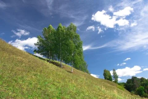 Birch trees growing on a hill Stock Photos