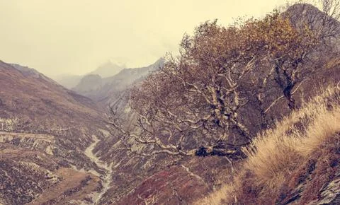 Birch trees growing on slopes of mountain valley. Stock Photos