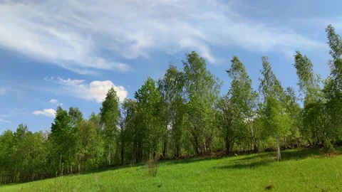 Birch trees on hill Stock Footage 230036254