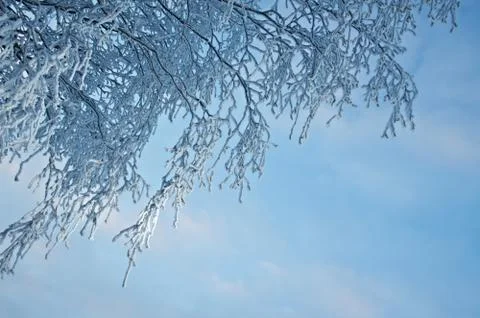 Birch trees with hoarfrost on the branches Fotos de archivo