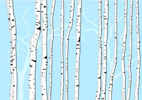 Birch trees Stock Illustration