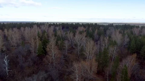 Birch trees interspersed with pine trees Stock Footage 99593850