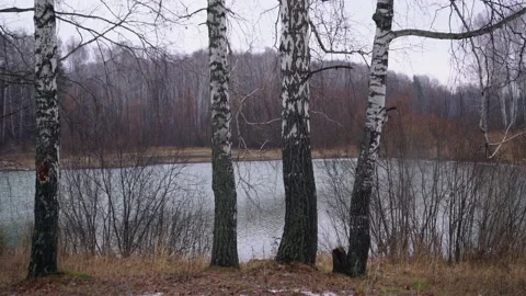 Birch trees by the lake Video stock 142846580