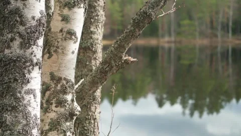 Birch trees by the lake in a forest Stock Footage 310130569