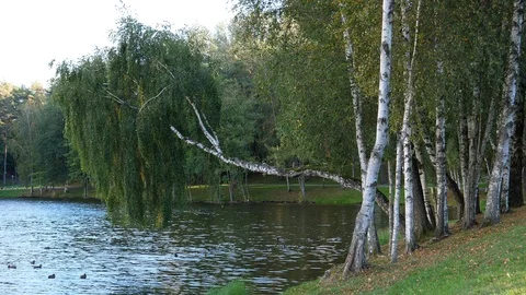 Birch trees on lakeside in the park Vídeo Stock 121066625