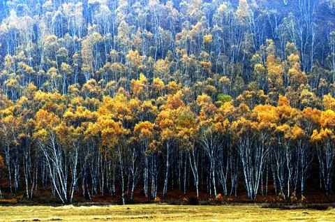 Birch trees in late autumn in Bashang, Hebei province, China Stock Photos