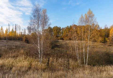 Birch trees with leafless leaves on the background of an orange autumn forest Stock Photos