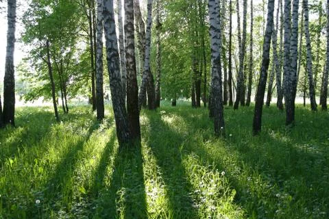 Birch trees with long shadows Stock Photos