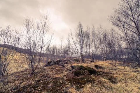 Birch trees on a meadow Stock Photos