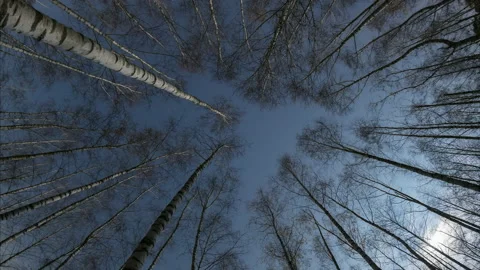 Birch Trees in Moonlight Stock Footage 204024098