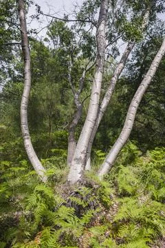 Birch Trees at Mount Etna Volcano, Sicily, UNESCO World Heritage Site, Italy, Stock Photos