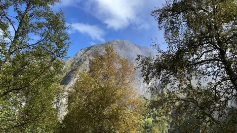 Birch Trees with mountain in the background Stock Footage 337364990