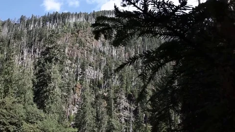 Birch Trees Mountain Stock Footage 79038069