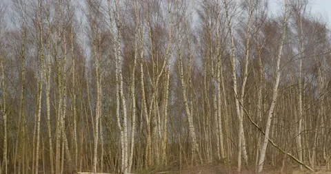 Birch trees moving in the wind while mixed weather condition in peat bog moor  Stock Footage 170930685