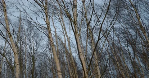 Birch trees moving in the wind while mixed weather condition in peat bog moor  Stock Footage 170931741