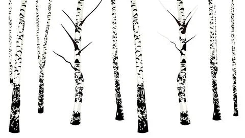 Birch trees no leaves Stock Illustration