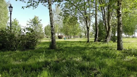Birch Trees In a Park Stock-Footage 159913416