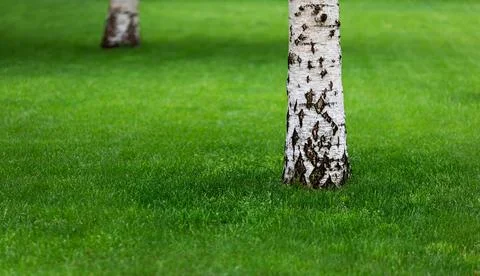 Birch trees in a park Stock Photos