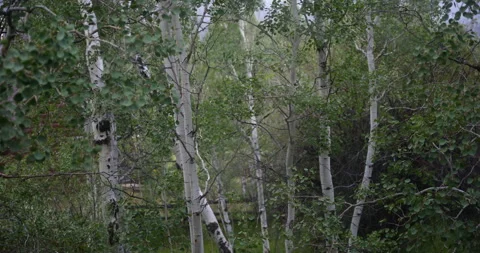 Birch trees in a peaceful natural forest landscape 스톡 동영상 341430504