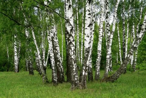 Birch trees Stock Photos