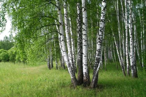 Birch trees Stock Photos