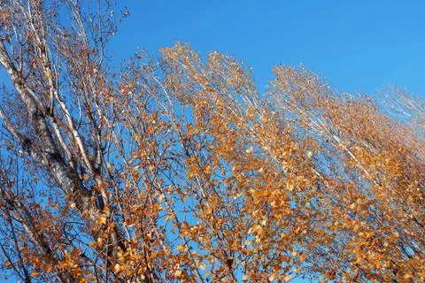 Birch trees Stock Photos