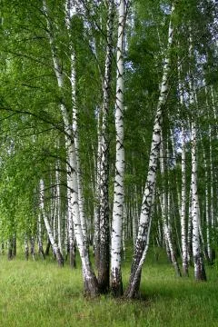 Birch trees Stock Photos