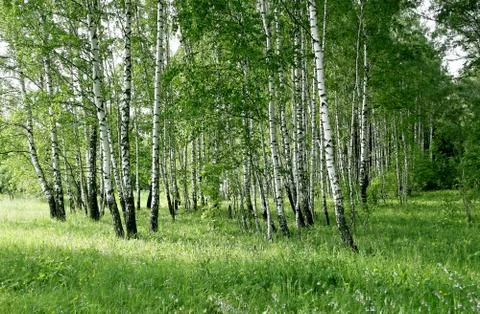 Birch trees Stock Photos