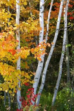 Birch trees Stock Photos