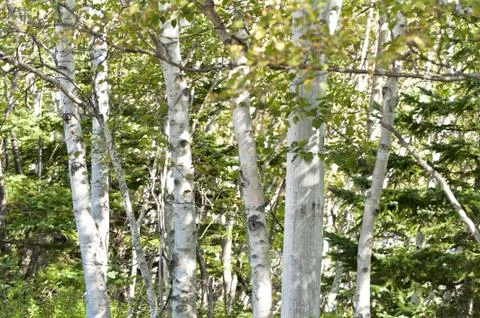 Birch trees Foto stock
