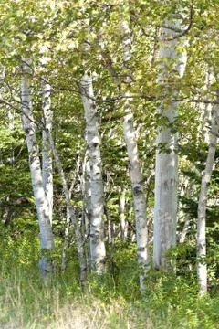 Birch trees Stock Photos
