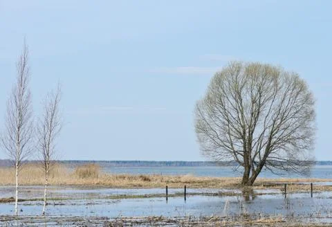 Birch trees Stock Photos