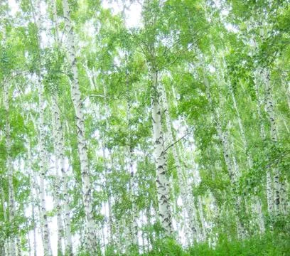 Birch trees Foto stock