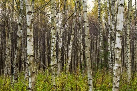 Birch trees Fotos Stock