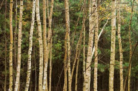 Birch trees Stock Photos